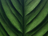 Dominant Industry Bottled Ink 103 Leaf Green