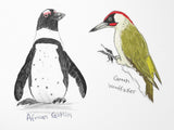 Field Guide to Dumb Birds Sticker Book