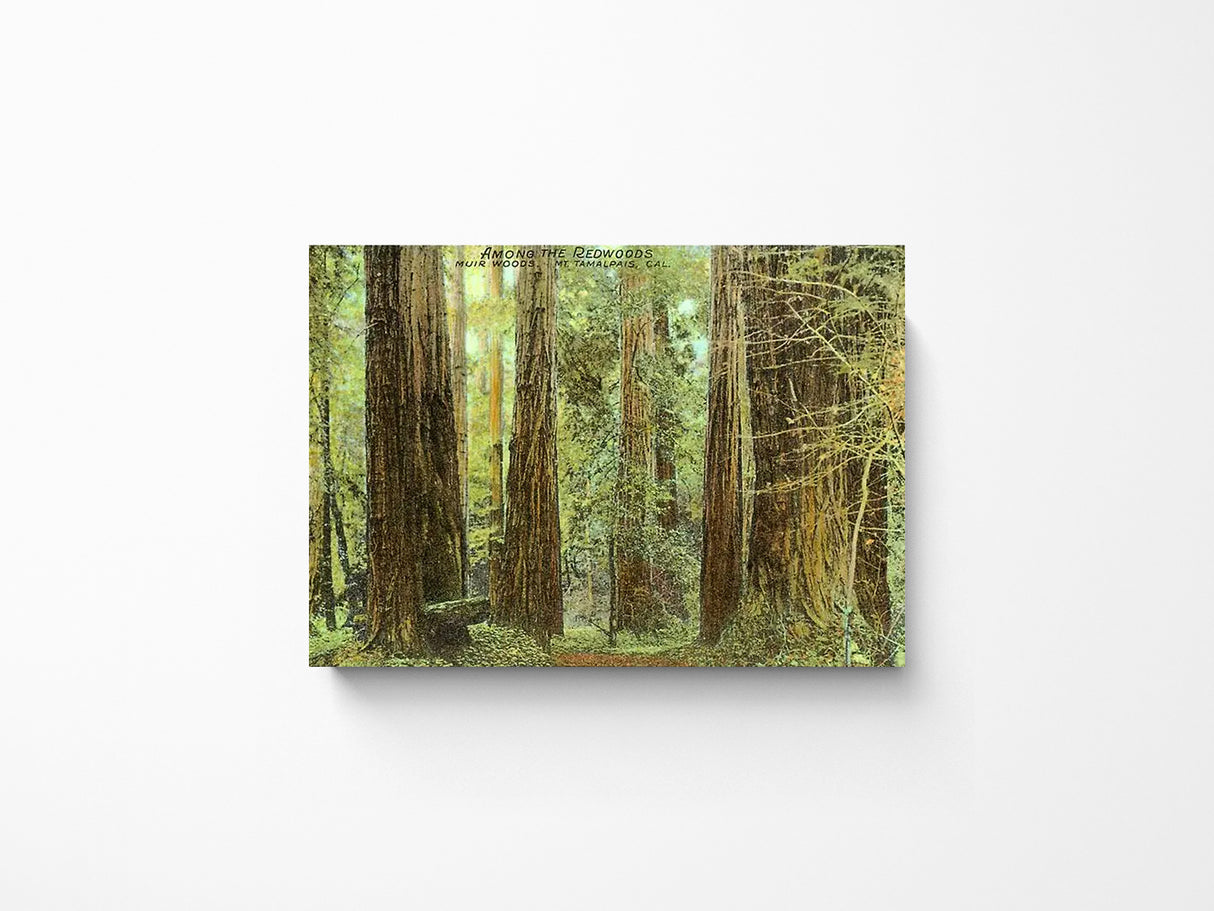 Muir Woods Meditative Morning Magnet