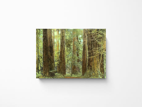 Muir Woods Meditative Morning Magnet